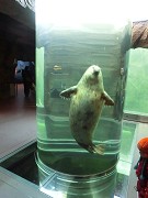 P̂炵
